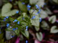 Brunnera macrophylla Jack Frost IMG_3919 Brunera wielkolistna